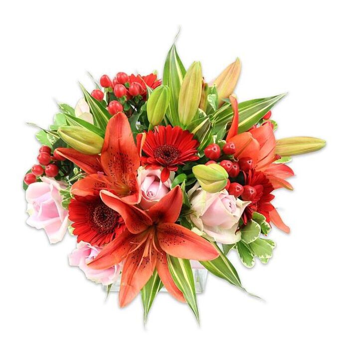 A dense, opulent bouquet staged on a clear white field, this composition reads like a small, urban garden arranged into a hand-tied form. The eye is first arrested by several large Asiatic lilies in a vivid orange-red, their petals arched and occasionally freckled, with visible stamens that lend sculptural depth. Complementing the lilies are numerous rich, crimson Gerbera daisies whose layered, narrow petals fan from darker centers and provide a bold, graphic contrast. Soft blush-pink roses drift through the arrangement at varying stages of bloom-from tight, elegant buds to fuller, unfolding cups-bringing a quiet romanticism that tempers the more dramatic tones. Scattered throughout are clusters of bright red hypericum berries, their glossy surfaces and compact clusters offering both festive colour and a firmer bite of texture. The greens are abundant: broad, deep-green leaves create a solid backdrop while delicately variegated foliage and long, pointed lily leaves add lightness and rhythm. The bouquet's rounded silhouette and layered placement reveal careful construction, as if assembled at a stall on a crisp morning near Lower Clapton Road before being carried toward Hackney Downs. Sensory cues are woven into the description-the papery, almost crisp feel of lily petals, the satiny smoothness of roses, the waxy snap of berries and a faint, spicy-sweet perfume that would linger briefly in a hallway. Suitable for celebrations, anniversaries, or as a thoughtful gesture to brighten a home, the arrangement balances flamboyance with tenderness and reflects the artisanal floral sensibility of this part of East London.