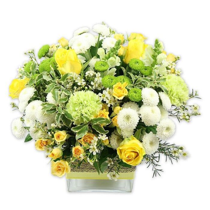 A meticulously crafted floral arrangement sits in a low, square glass vase, captured against a pure white background that allows every nuance of colour and texture to stand out, as if carefully photographed for a Lower Clapton flower delivery catalogue. The bouquet is shaped into a lush, rounded dome, densely packed yet airy, showcasing a cheerful palette of yellows, whites, and greens. The focal flowers are generous yellow roses, some fully open with spiralling, velvety petals, others still held in elegant buds that hint at blooms yet to come. Interspersed throughout are smaller yellow spray roses that contribute clusters of miniature blossoms, enriching the texture and giving the impression of abundance. Clean white pompom chrysanthemums form compact, spherical blooms that appear like soft, rounded cushions within the arrangement. Bright lime green button chrysanthemums are dotted among them, their small globe forms adding playful rhythm and a contemporary edge. Larger, frilly pale green blossoms-reminiscent of ruffled green carnations or decorative chrysanthemum varieties-lend a fluffy, cloud-like softness, breaking up the stronger shapes and creating gentle visual transitions. A variety of greenery frames and threads through the design: broad, variegated leaves edged in creamy white give structure and a slightly architectural feel, while slender dark green filler stems weave in and around the flowers, adding depth and a hint of wild garden charm. Tiny white, star-like filler flowers are scattered lightly throughout, providing sparkles of brightness that mirror the clean white background. The stems are arranged neatly within the clear vase, whose midsection is wrapped in a rustic, textured material-perhaps raffia or bark-and accented by a vivid lime green ribbon tied horizontally. Together, these details create an impression of refined, natural beauty, ideal for a family celebration in a Lower Clapton townhouse, a housewarming near Chatsworth Road, or a bright, thoughtful delivery to someone needing a touch of joy.