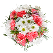 This thoughtfully composed bouquet, captured overhead on a white canvas, reflects both the joyful vibrancy and community warmth of Lower Clapton. Central white daisies with lime-green centers radiate happiness and simplicity, surrounded by abundant ruffled coral carnations that offer depth and a plush, cheerful presence. Flecks of snow-white gypsophila float throughout, adding a delicate airy lightness reminiscent of spring days in Millfields Park. Intertwined within, subtle alstroemeria buds hint at the beauty yet to come, their purple and pink streaks whispering stories of renewal. Framing the arrangement, silvery eucalyptus and deep green sprigs bring a soothing contrast and a whisper of fresh scent, much like a gentle breeze down Urswick Road. The round, harmonious design feels intentionally crafted-each element in its perfect place, creating a bouquet that captures the exuberance and comfort of local celebrations. Whether sent as a thoughtful gesture, to mark a birthday, or simply to lift the spirits, this floral arrangement is a welcoming burst of nature, lovingly prepared and made for delivery to homes and gatherings across Lower Clapton's friendly community.