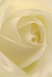 Drawn close into the luminous heart of a cream-white rose, you are enveloped by delicate, almost ethereal petals, softly spiralling inwards. Their texture is light as a whisper and cool to the touch, calling to mind the damp morning air after rainfall in Springfield Park. Gentle shadows nestle between each ivory fold, adding a sense of quiet depth and drama. The overall mood is tranquil and hopeful, suited to moments of reflection or fresh beginnings. The artistry is evident-each petal placed with intention by a Lower Clapton florist who understands the deep meaning behind every bouquet delivered to the neighbourhood. The subtle, sweet aroma lingers, understated but evocative, like a memory ready to be revisited. This bouquet, suited for sympathy or admiration, embodies thoughtful craftsmanship and heartfelt sentiment, capturing not only the flower's physical grace, but also the affection and expertise that make every Lower Clapton arrangement special.